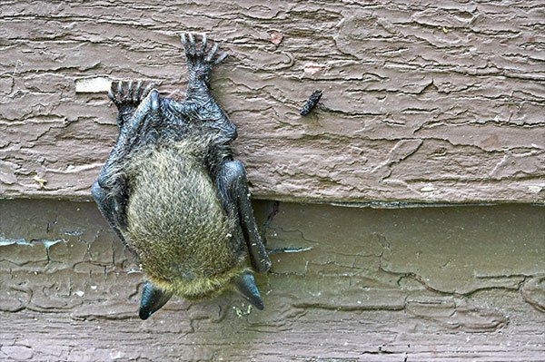 Photo: Bat on outside of house on Varment Guard Wildlife Services Canton Wildlife Removal page