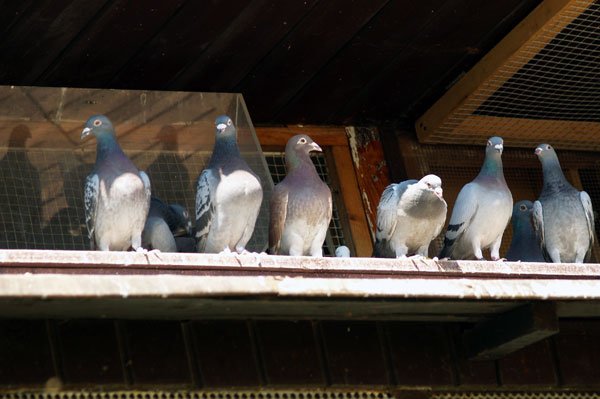 Photo: Birds on house on Varment Guard Wildlife Services Canton Wildlife Removal page