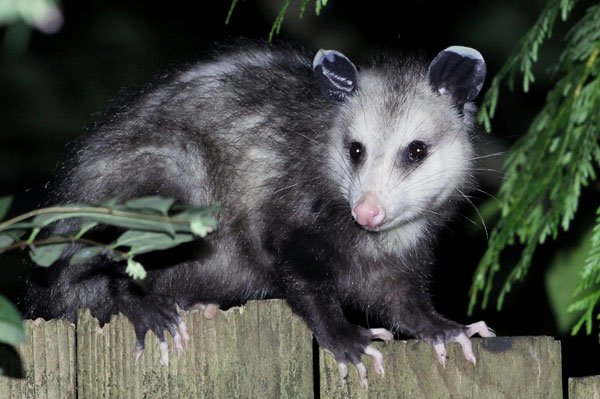 Photo: Opossum on fence on Varment Guard Wildlife Services Canton Wildlife Removal page