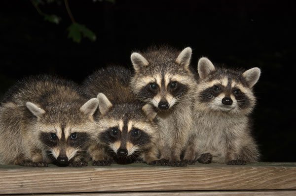 Photo: Raccoons on porch on Varment Guard Wildlife Services Canton Wildlife Removal page