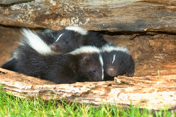 Photo: Skunks in yard on Varment Guard Wildlife Services Canton Wildlife Removal page