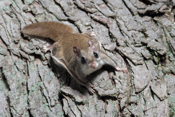 Photo: Flying Squirrel on tree on Varment Guard Wildlife Services Canton Wildlife Removal page